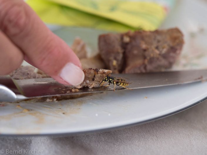 Die Wespe und das T-Bone Steak