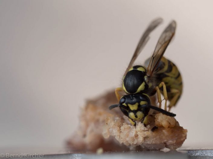 Die Wespe und das T-Bone Steak
