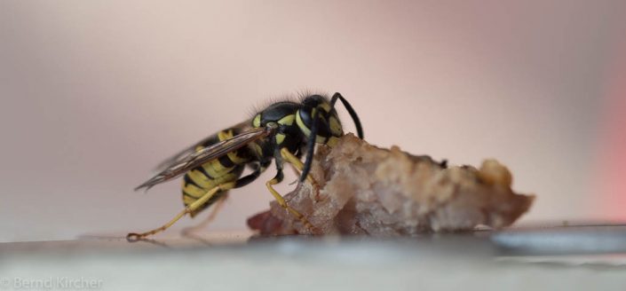 Die Wespe und das T-Bone Steak