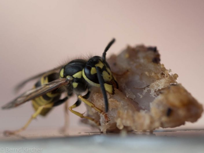 Die Wespe und das T-Bone Steak