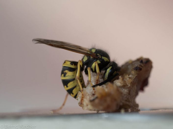 Die Wespe und das T-Bone Steak